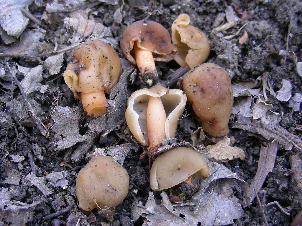 Funghi primaverili ...
